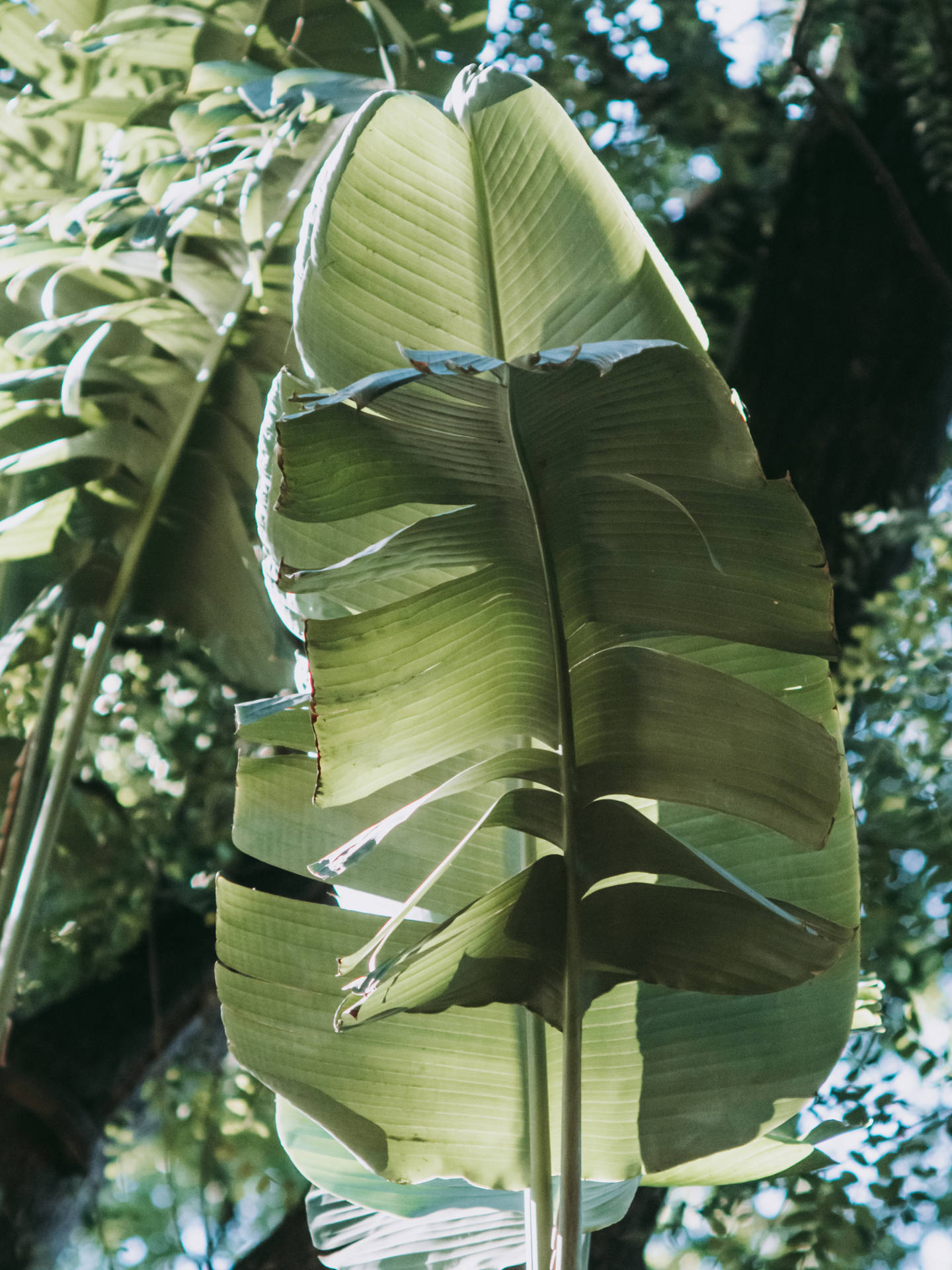 Banana Leaf Plant Aesthetic Background