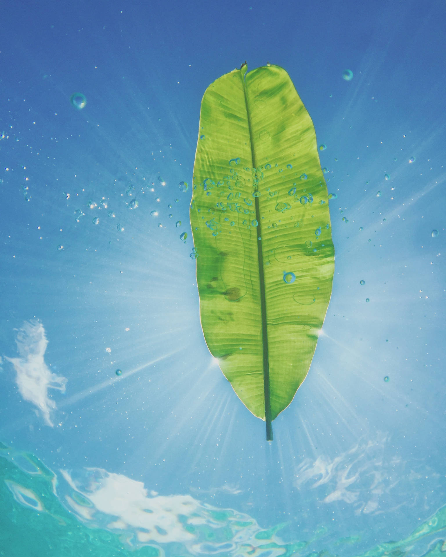 Banana Leaf With Sunrays Background