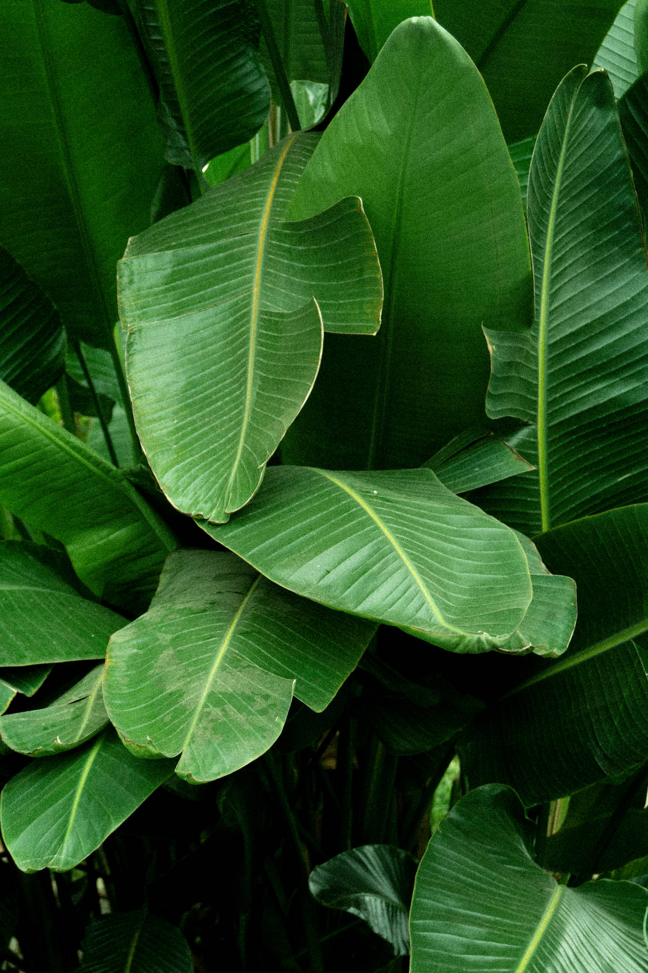 Banana Leaves On Forest Background
