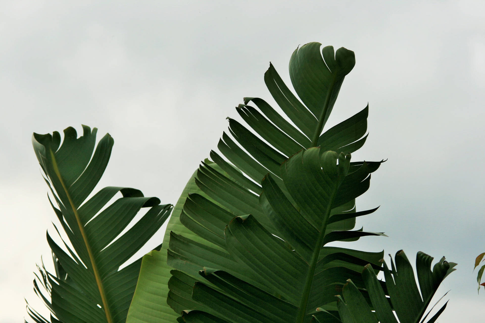 Banana Tree Green Leaves Background