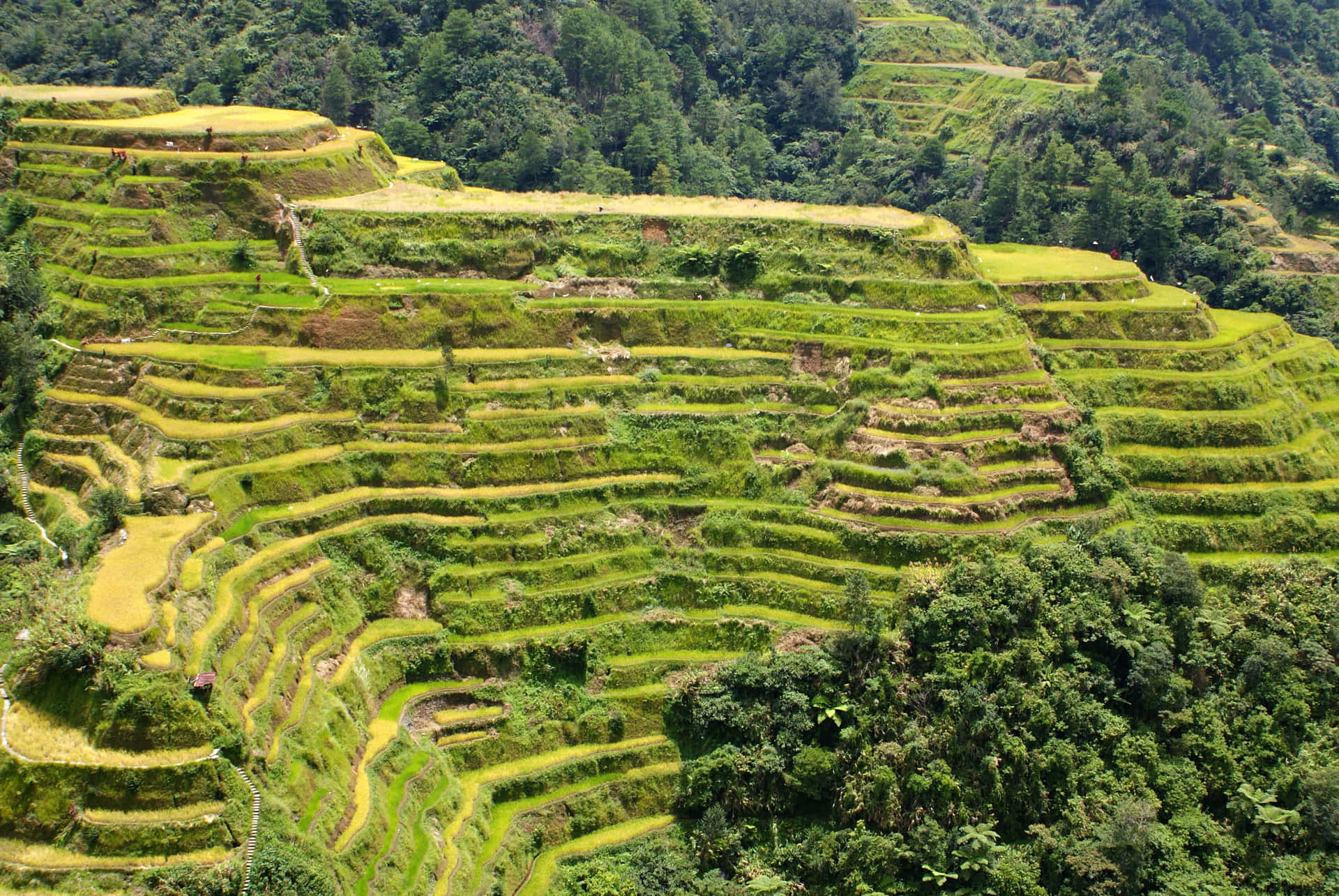 Banaue Rice Terraces Cordillera Mountain Range In Philippines