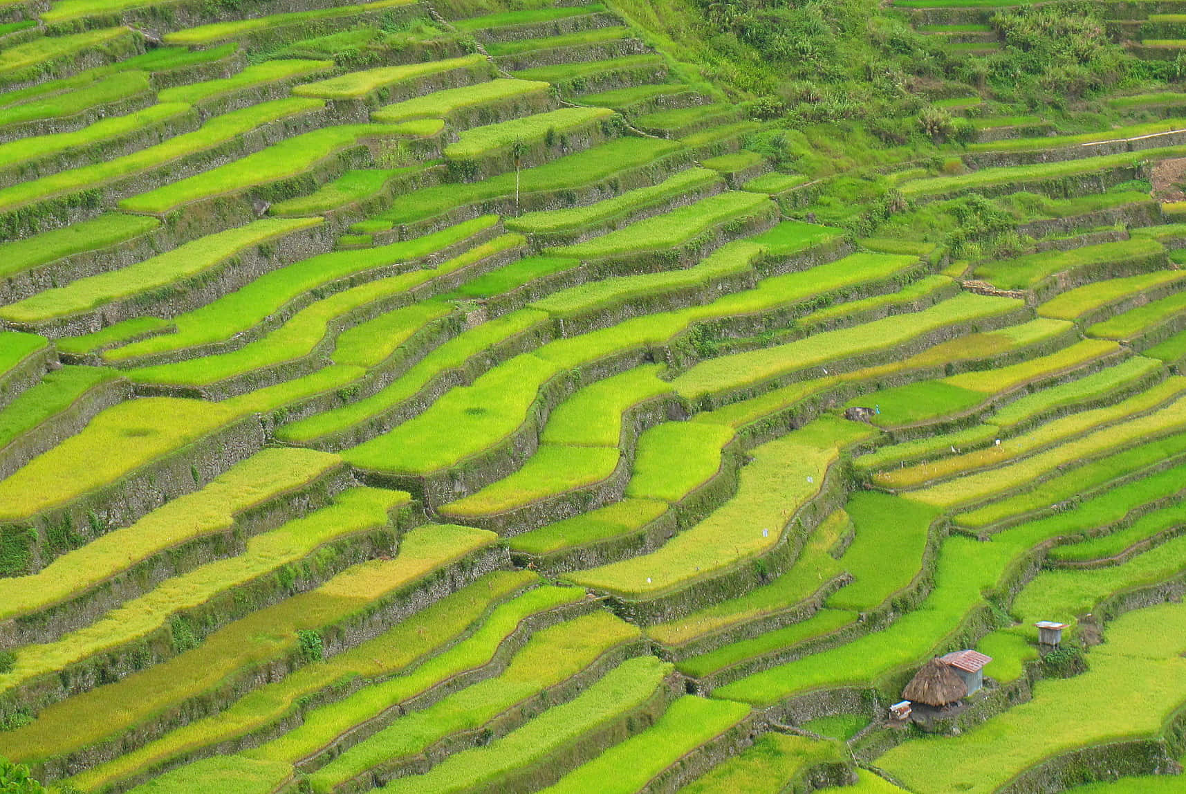Banaue Rice Terraces In The Philippines Birds Eye View Shot Background