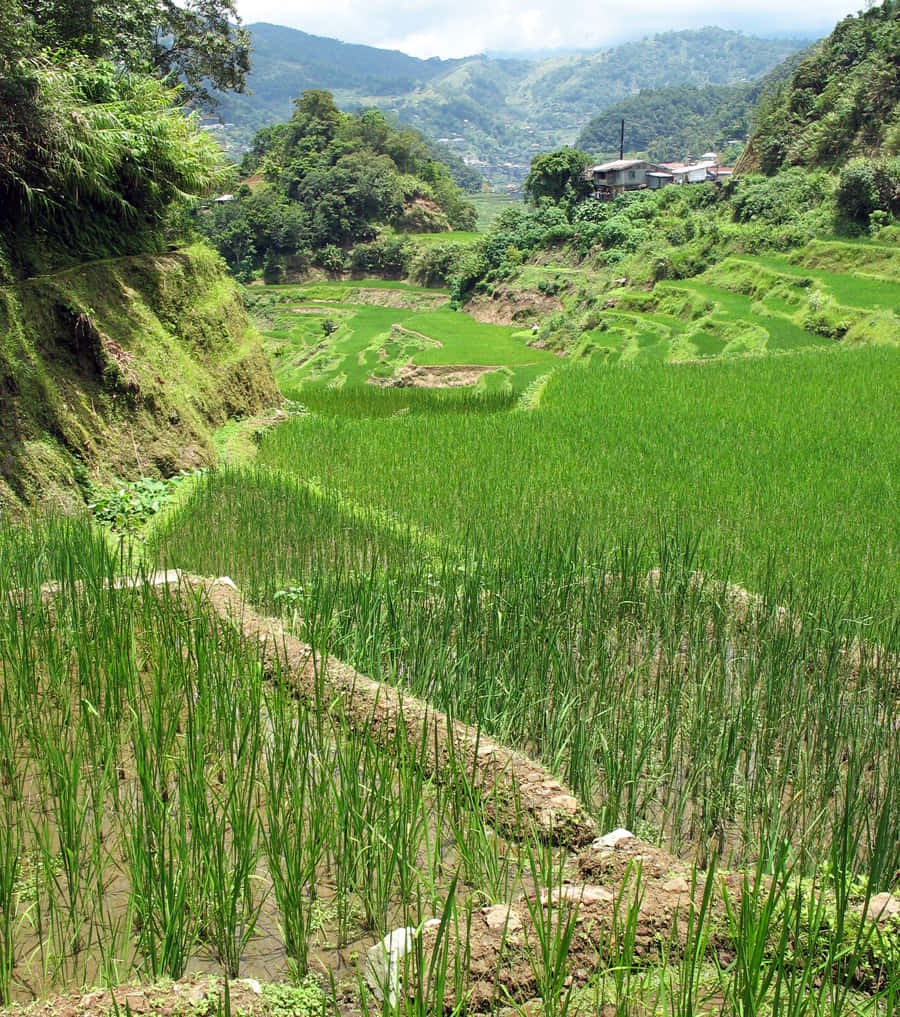 Banaue Rice Terraces In The Philippines Close Up Shot Background