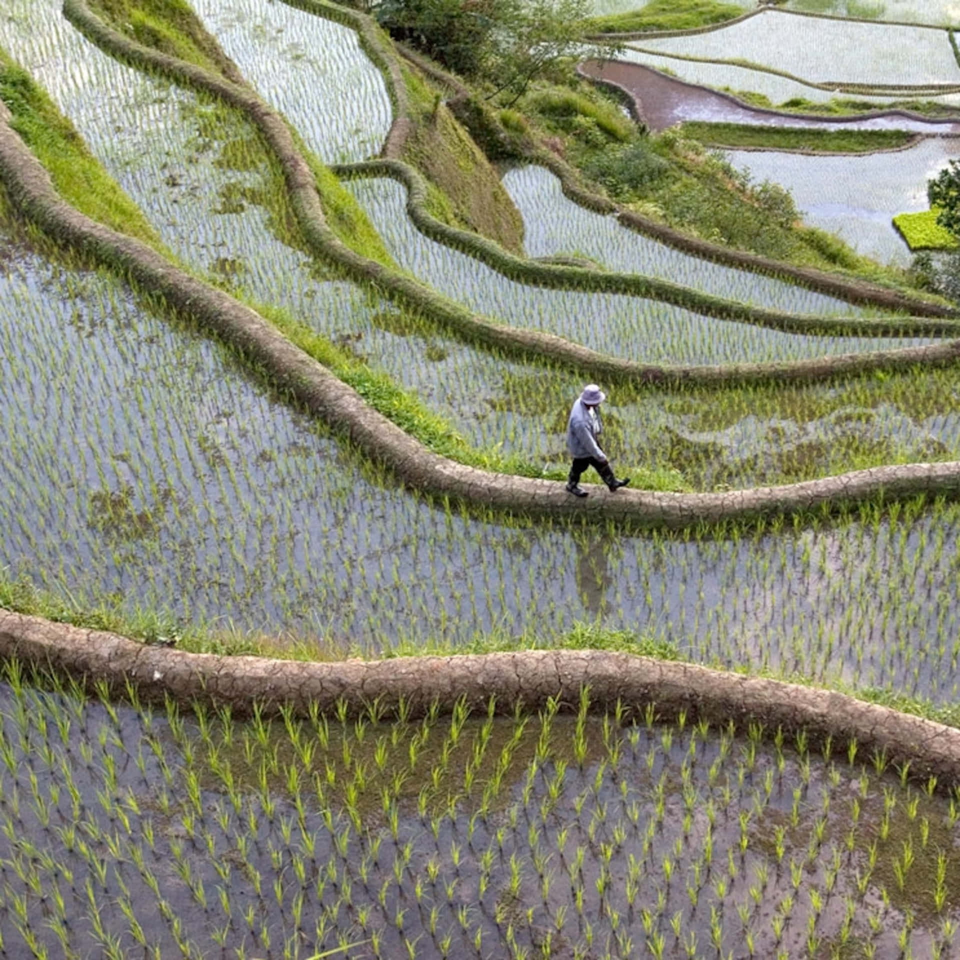 Banaue Rice Terraces In The Philippines Top View Shot