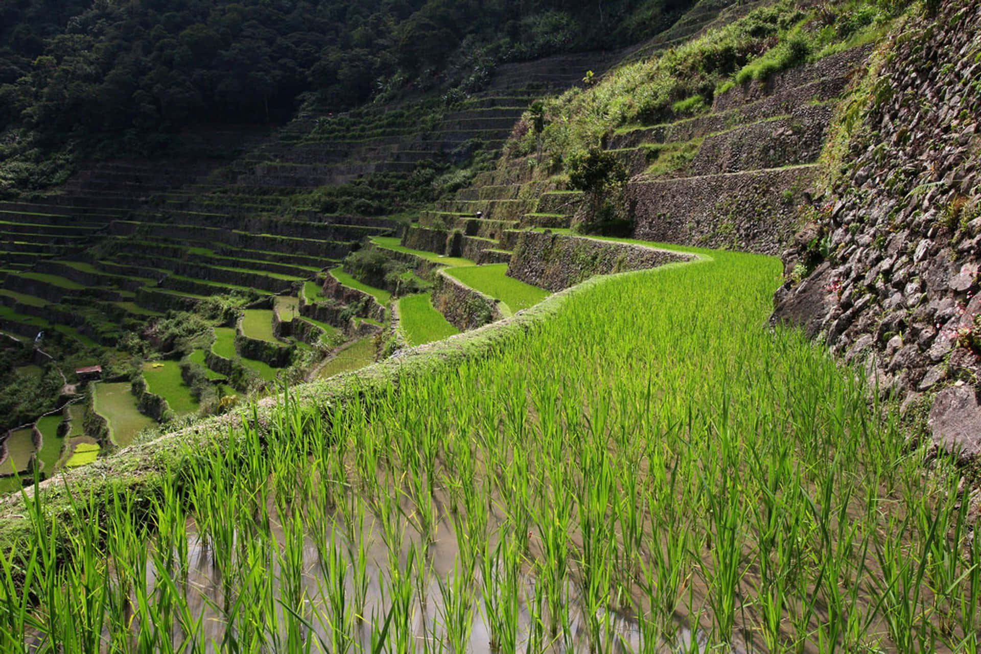 Banaue Rice Terraces Perspective Angle Shot Background
