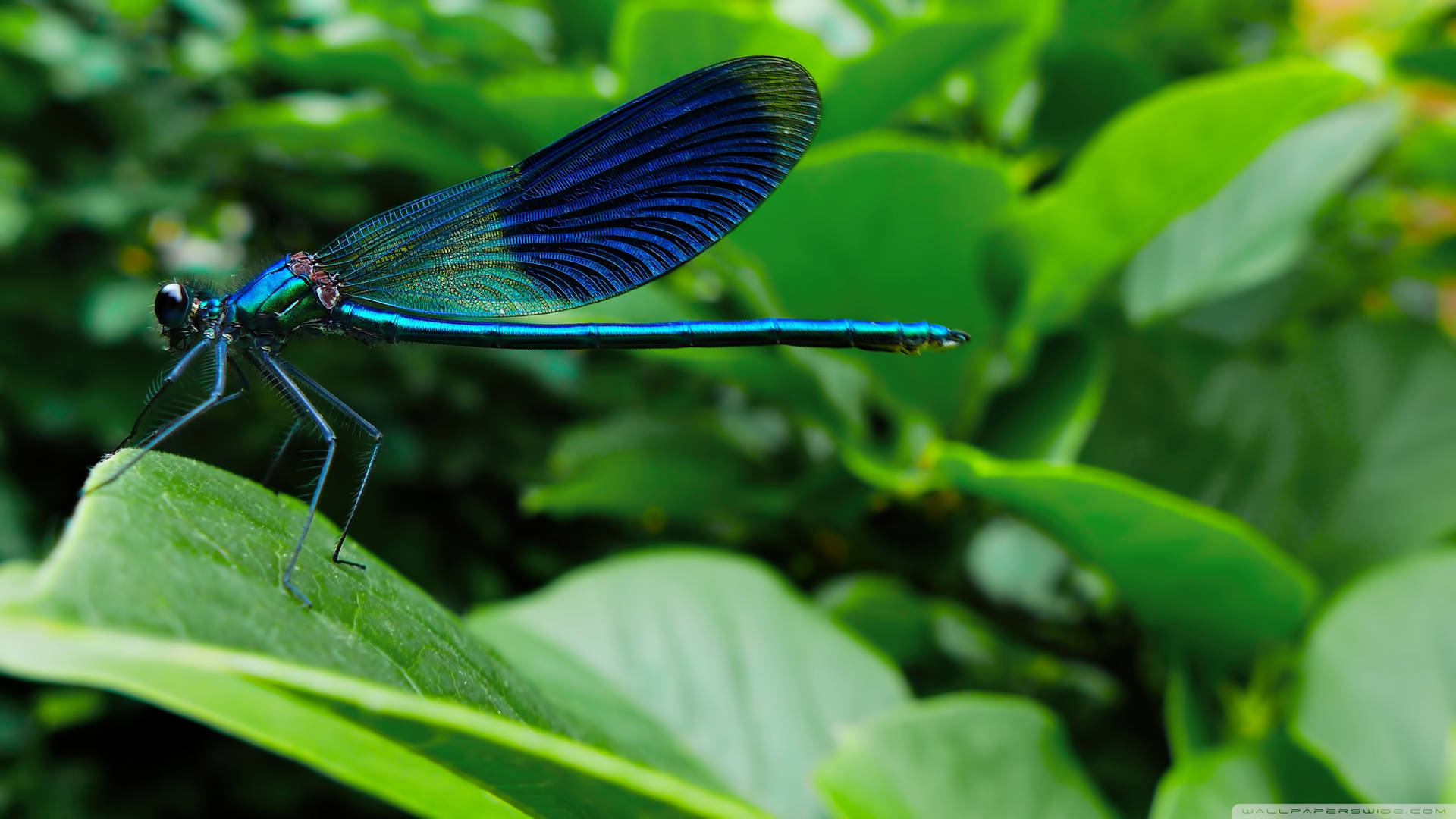 Banded Demoiselle Dragonfly