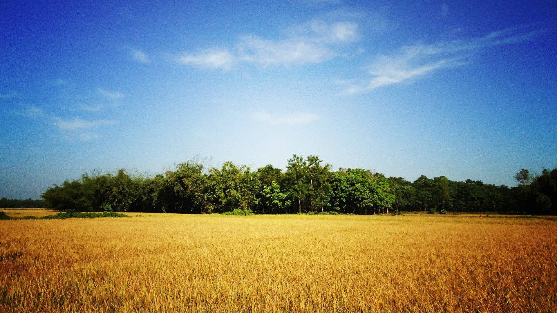Bangladesh Blue Skies Wheat Field Background