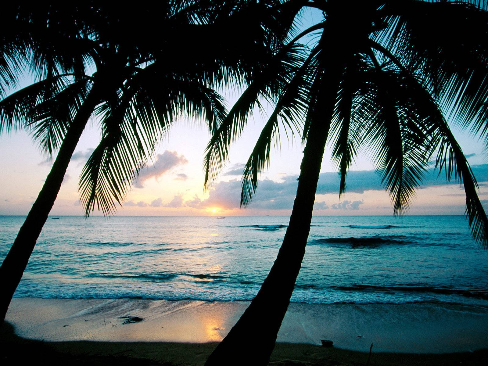 Barbados Palm Trees Background