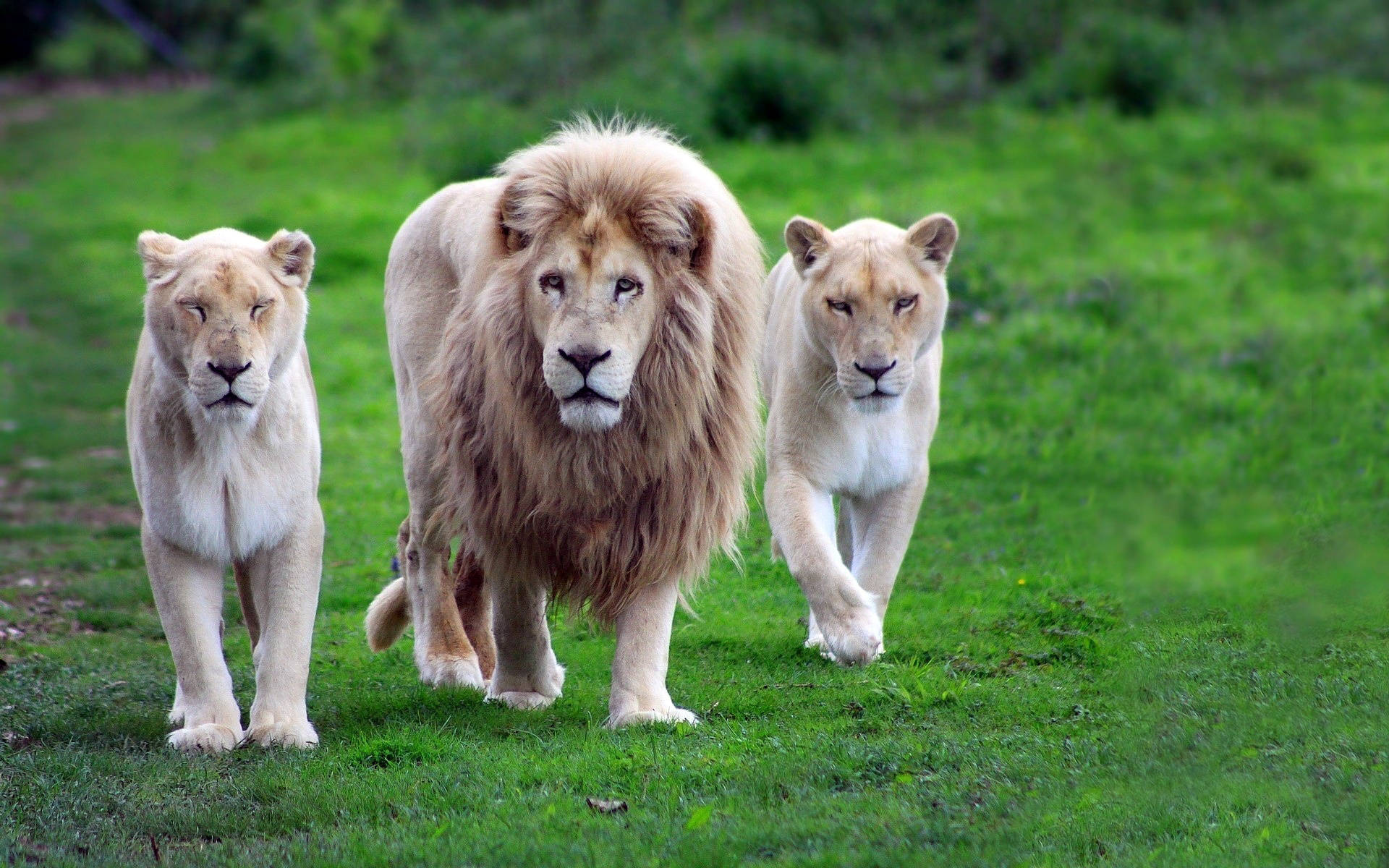 Barbary Lion Animals Walking Through Grass Background