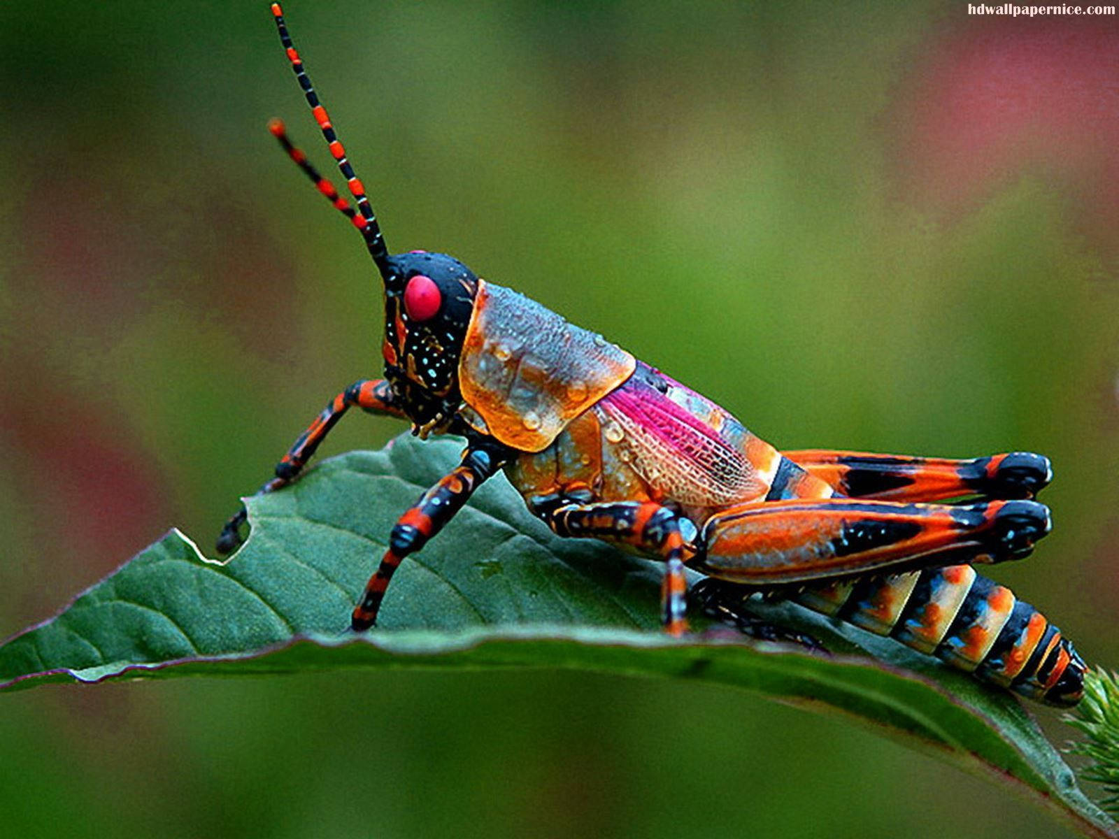 Barber Pole Grasshopper Background