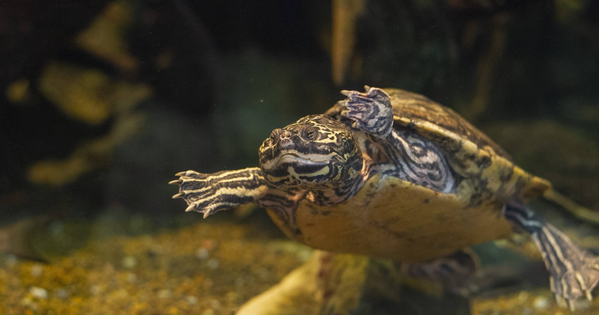 Barbour's Map Turtle Swimming Background