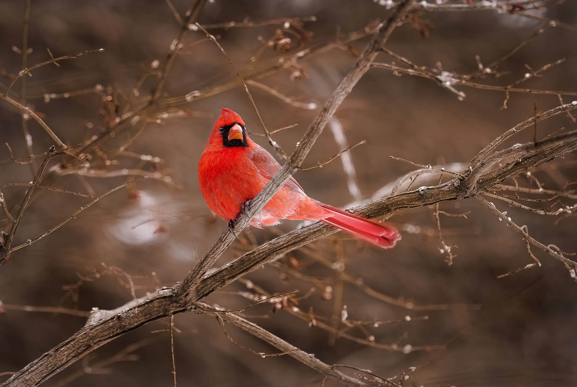 Bare Branches With Cardinal Background