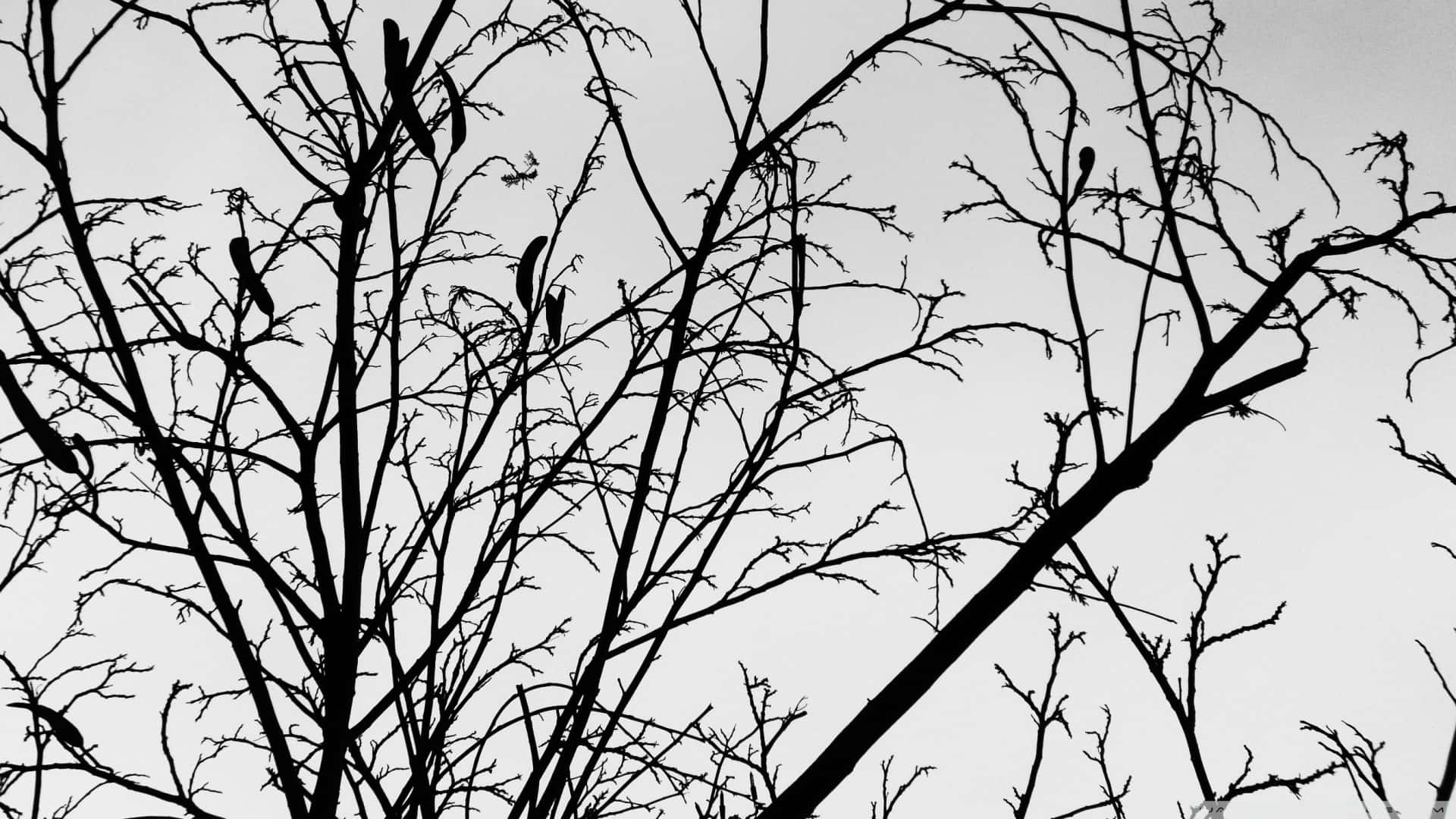 Bare Tree Branches In Monochrome Background