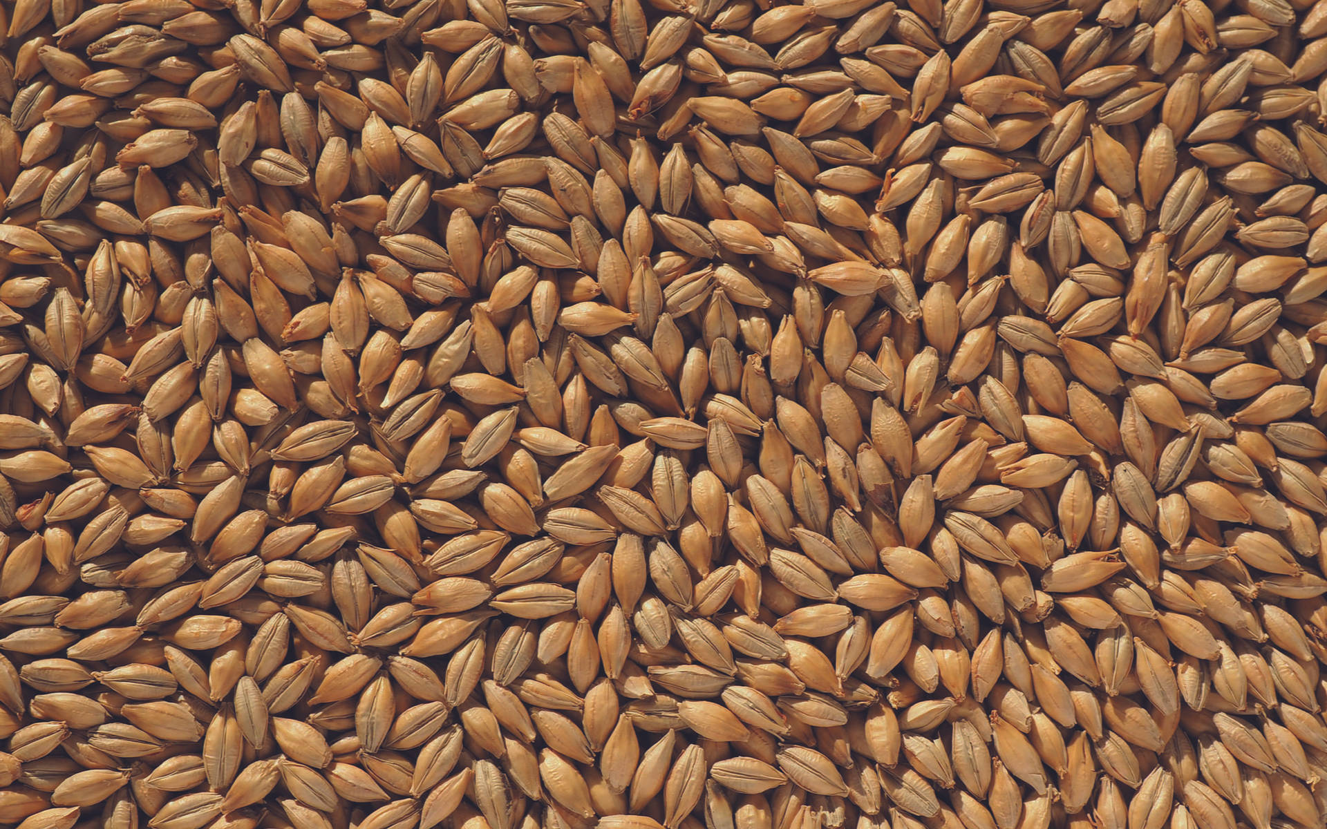 Barley Grain Backdrop Background