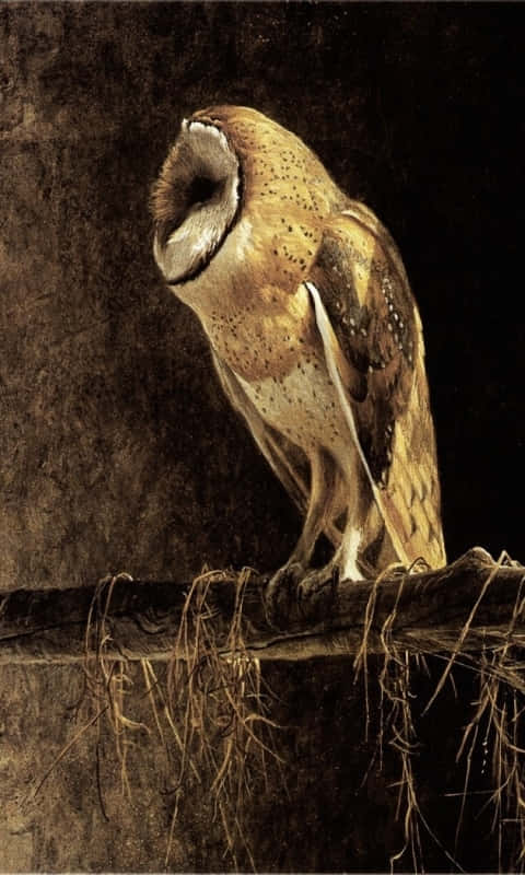 Barn Owl - A Painting Of An Owl Perched On A Branch Background