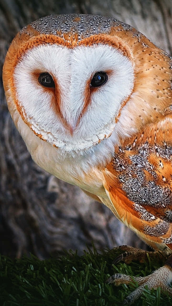 Barn Owl - Hd Wallpaper