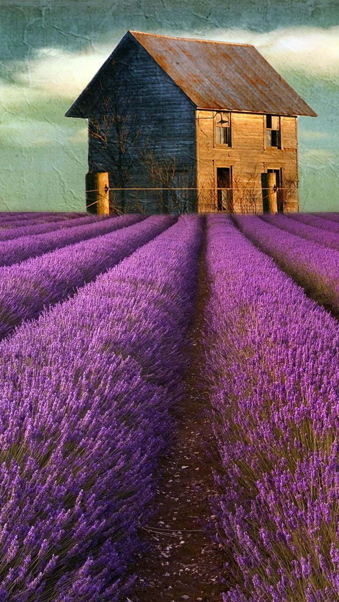 Barnhouse On A Lavender Field Background