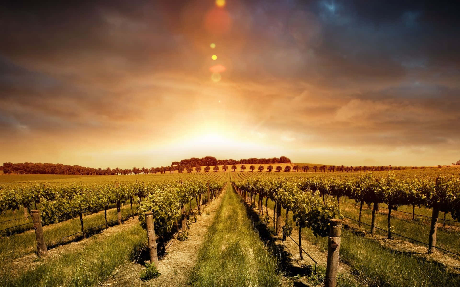 Barossa Valley Vineyard Background