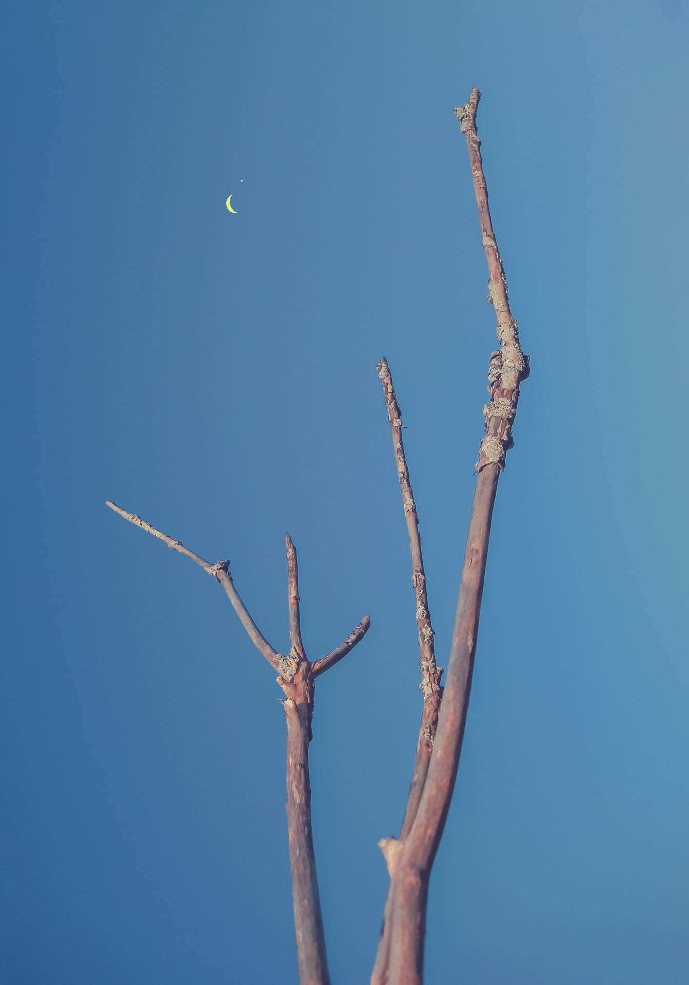 Barren Tree Pointing At Crescent Moon Background