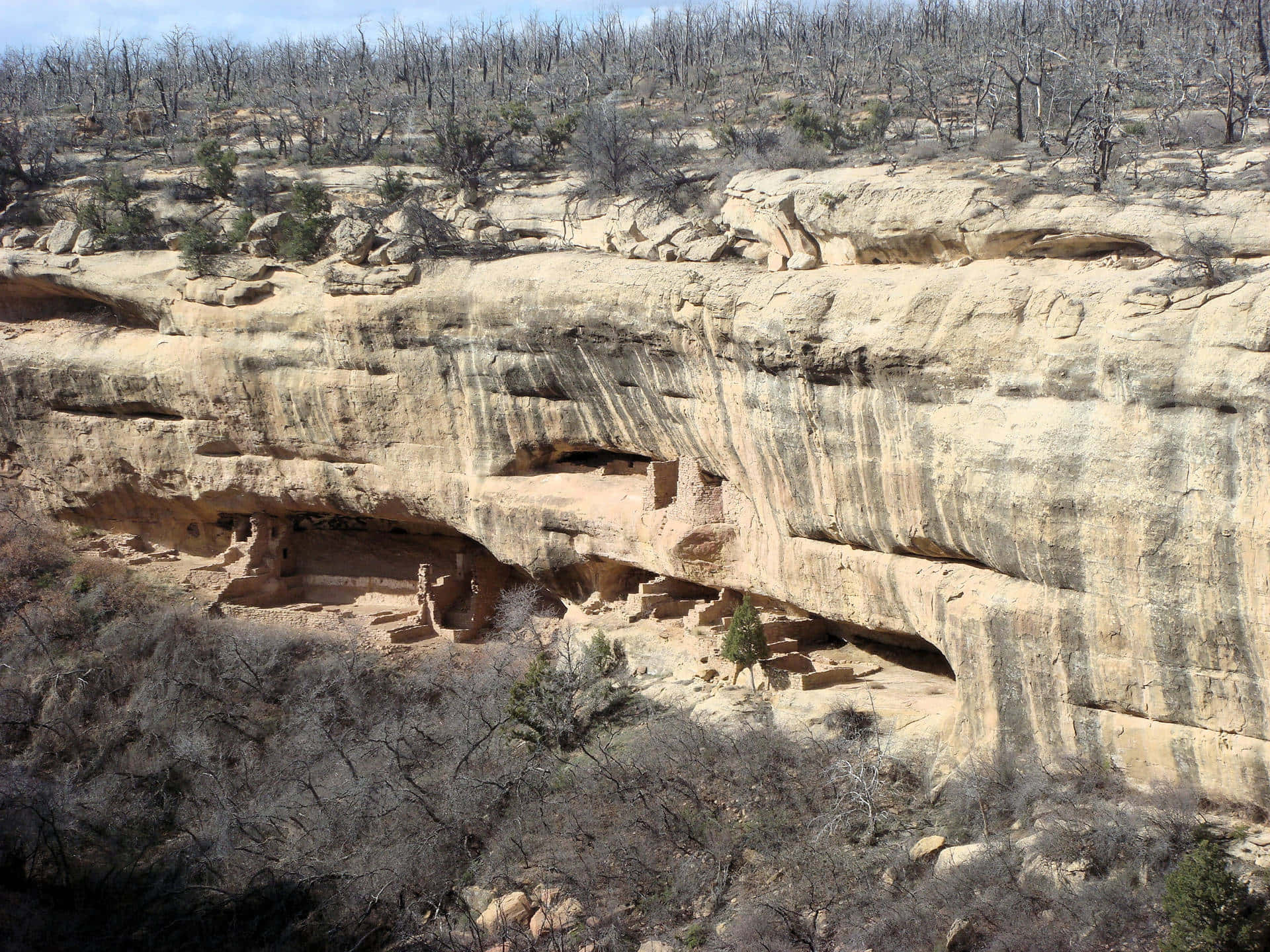 Barren Trees Above Mesa Verde National Park Background