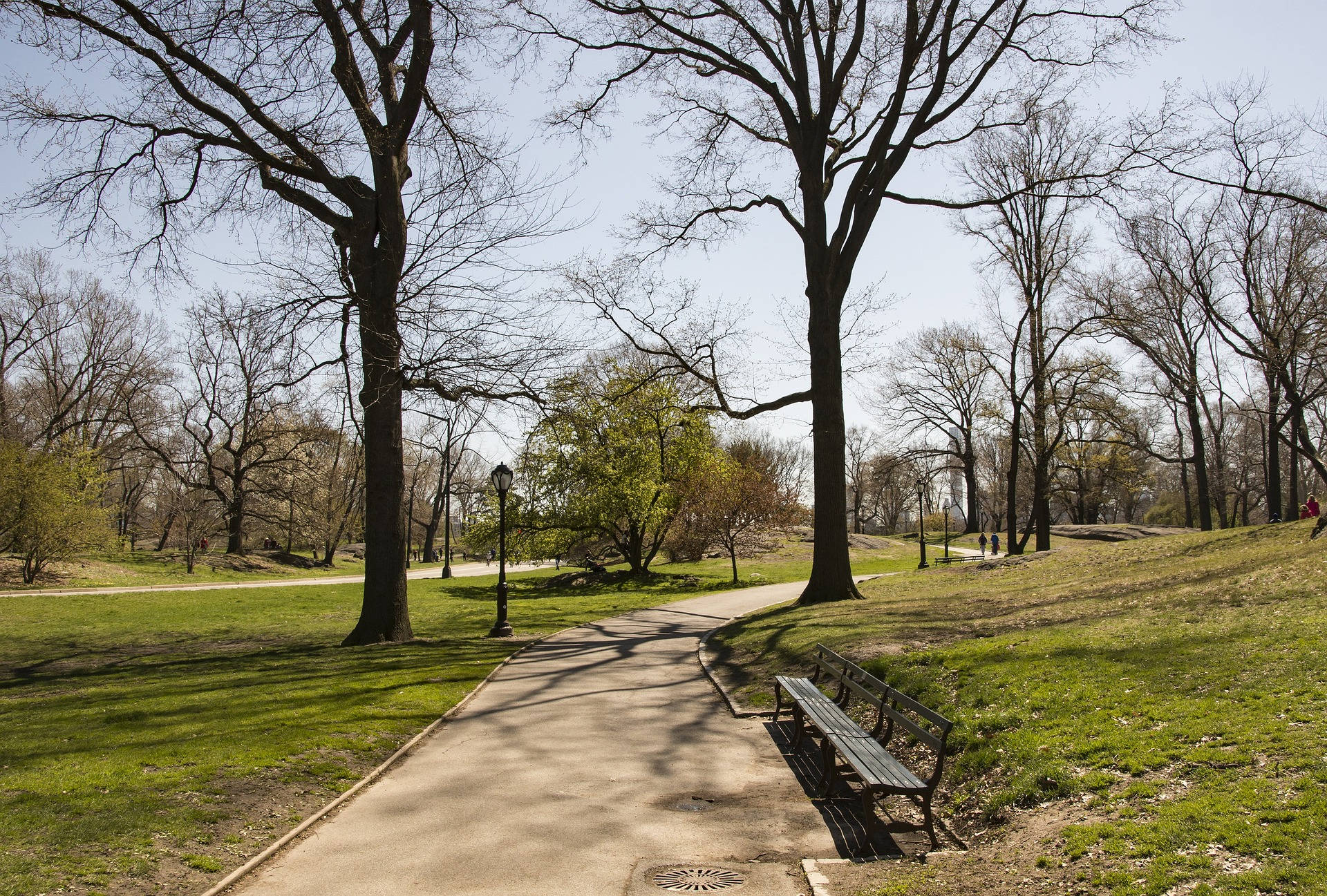 Barren Trees Along Central Park Path