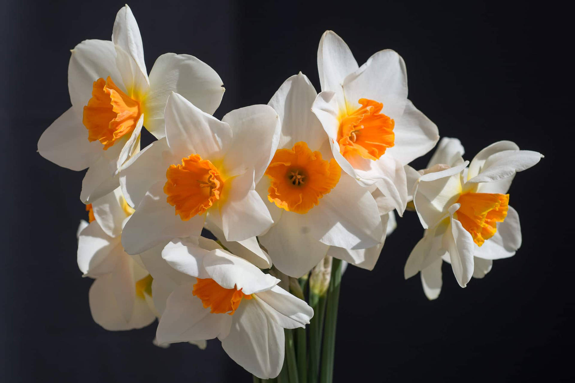 Barrett Browning Narcissus Flower Background