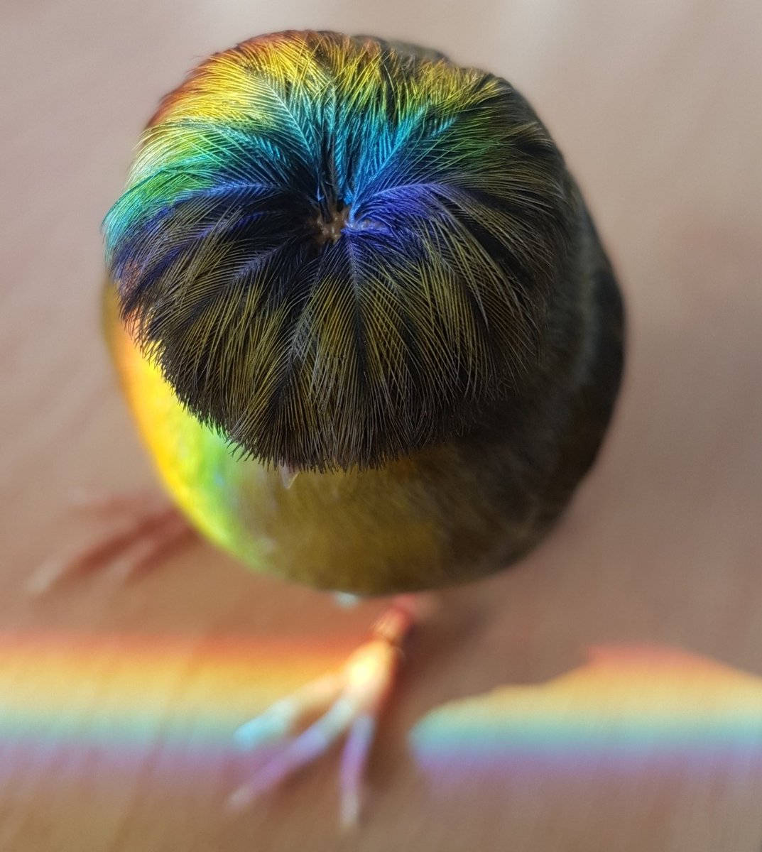 Barry The Canary Bowl Cut Background