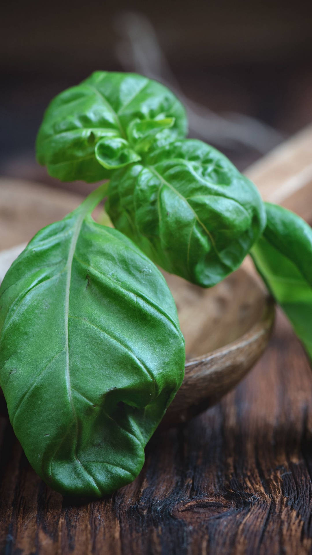 Basil Culinary Herb On Wooden Ladle