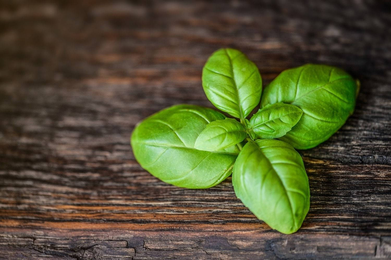 Basil Healing Herb Leaves Still Background