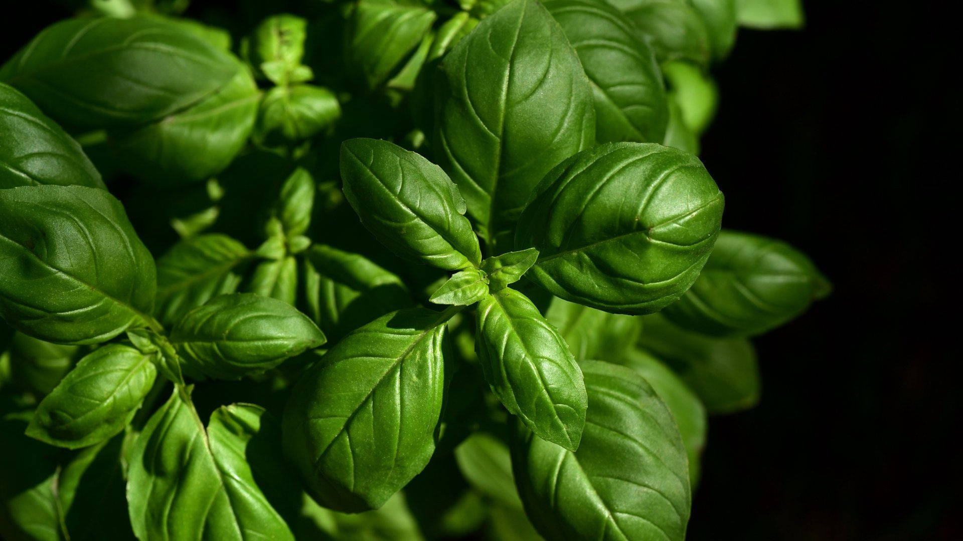 Basil Herb Plant Still Shot Background