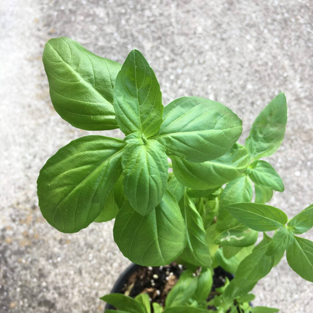 Basil Herb Plant Top View Angle