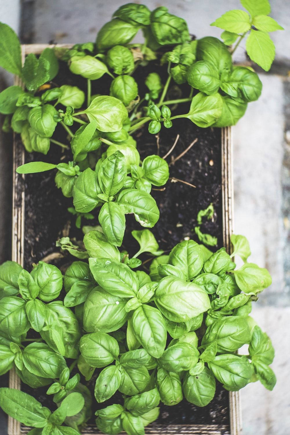 Basil Herbs Plant Box Top View Background