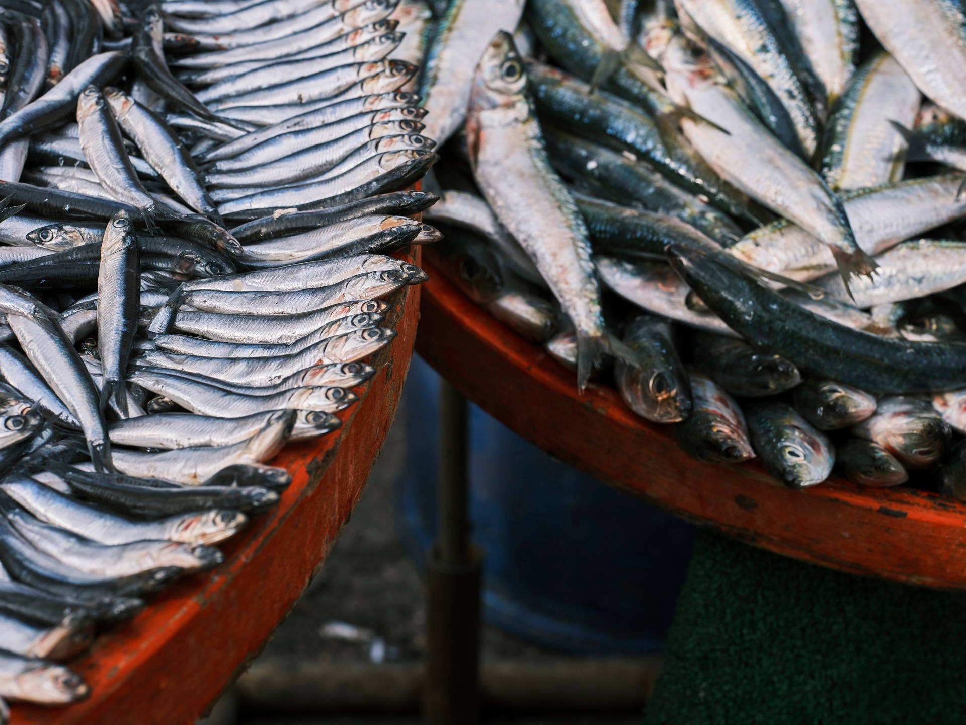 Basins With Fresh Herring Fishes Background