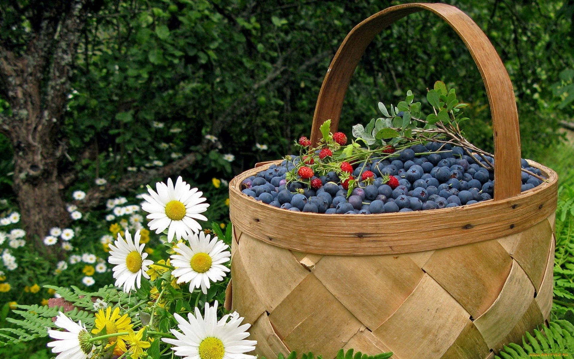 Basket Of Blueberries On A Garden