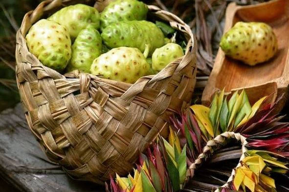 Basket Of Noni Fruits Background