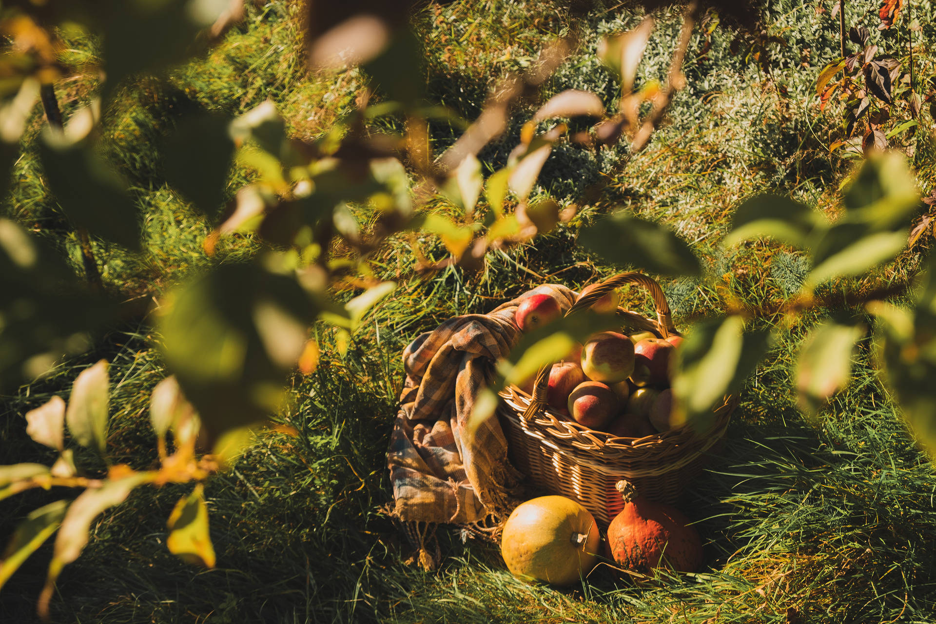 Basket Of Rustic Fall Apples Background