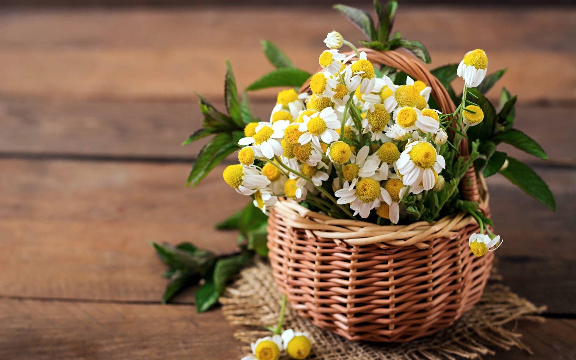 Basket Of White Daisy Aesthetic