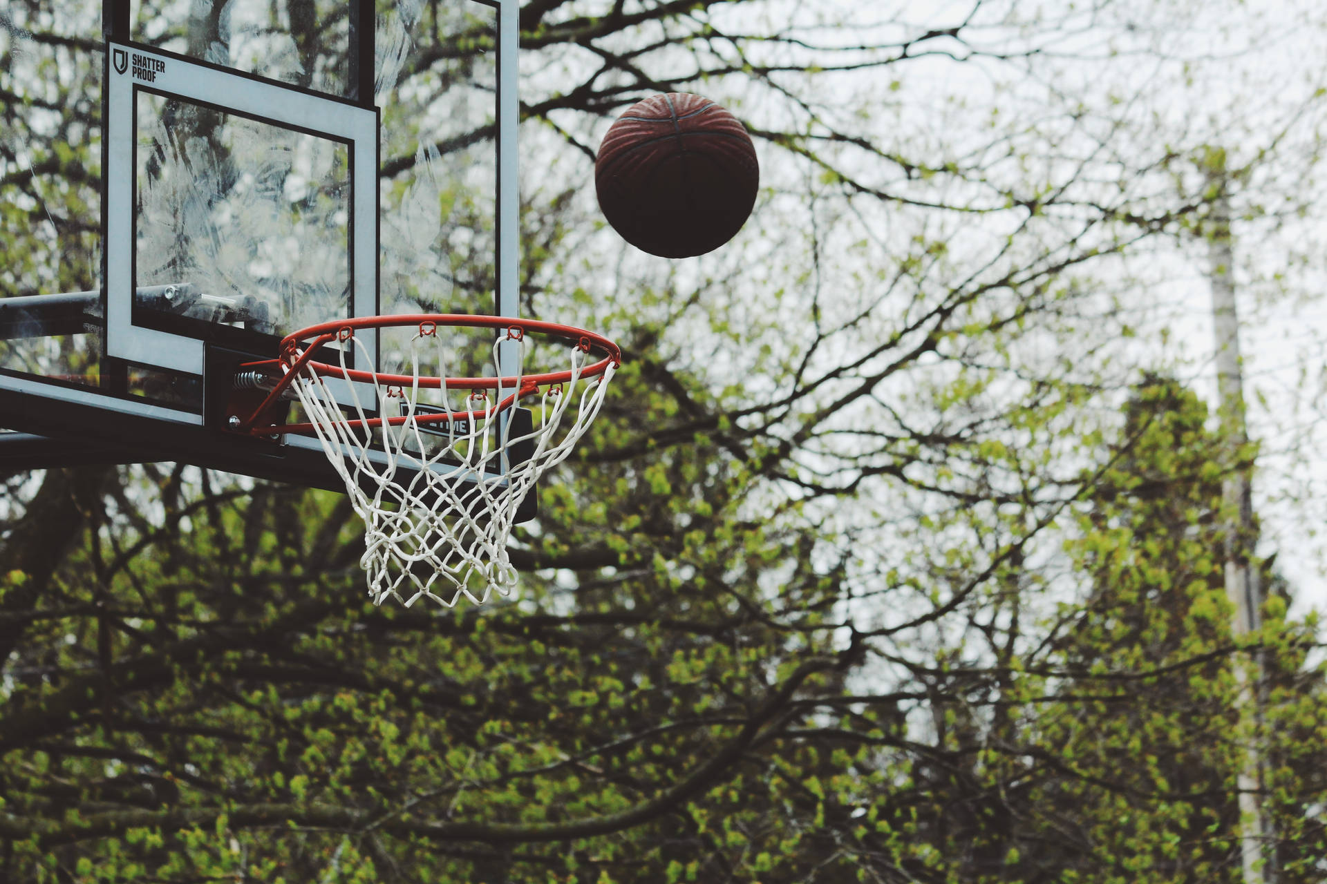 Basketball Ring Ball Throw On Trees Background