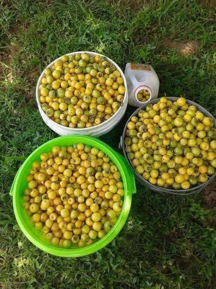 Baskets Of Nance Fruit