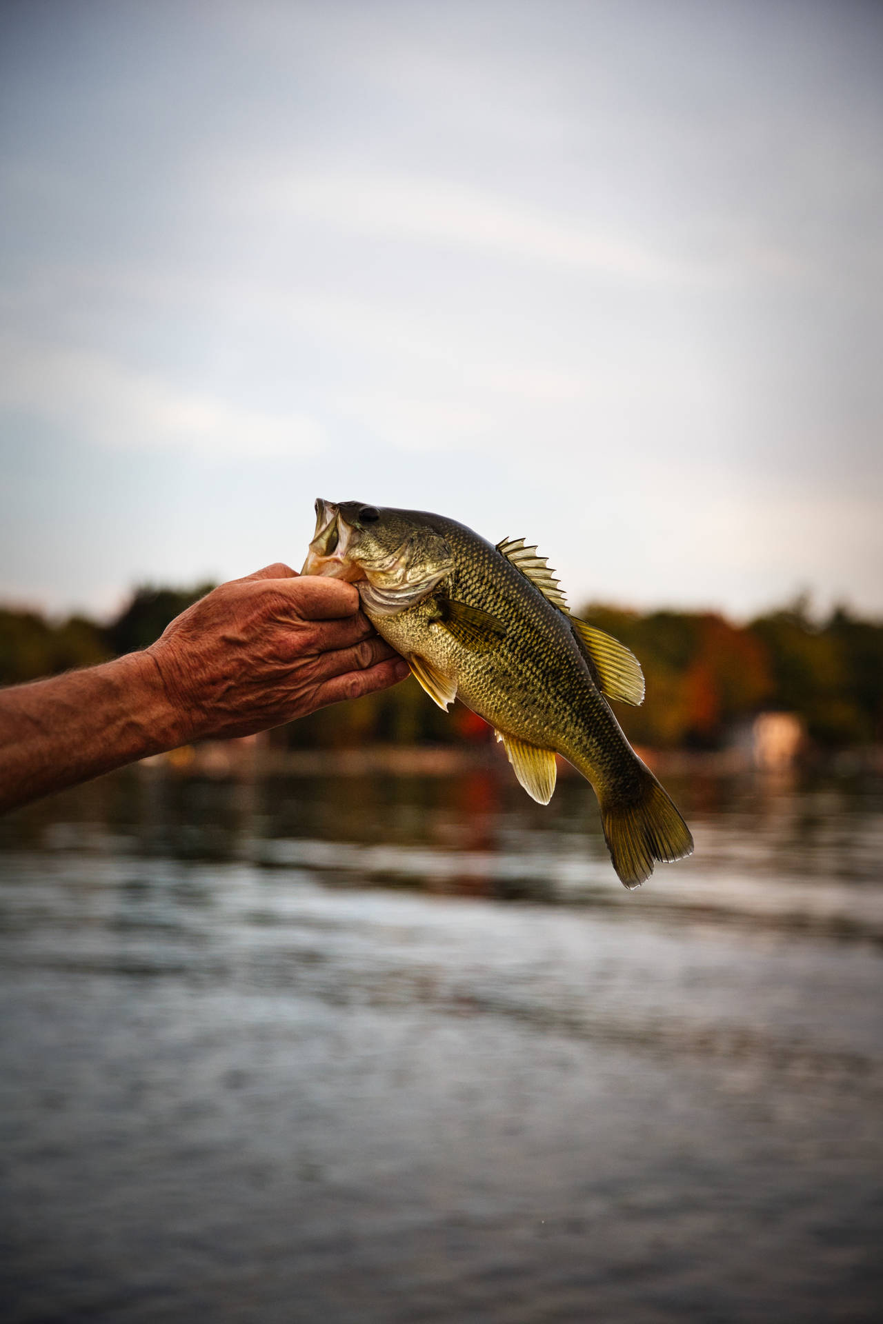 Bass Fishing Person Background