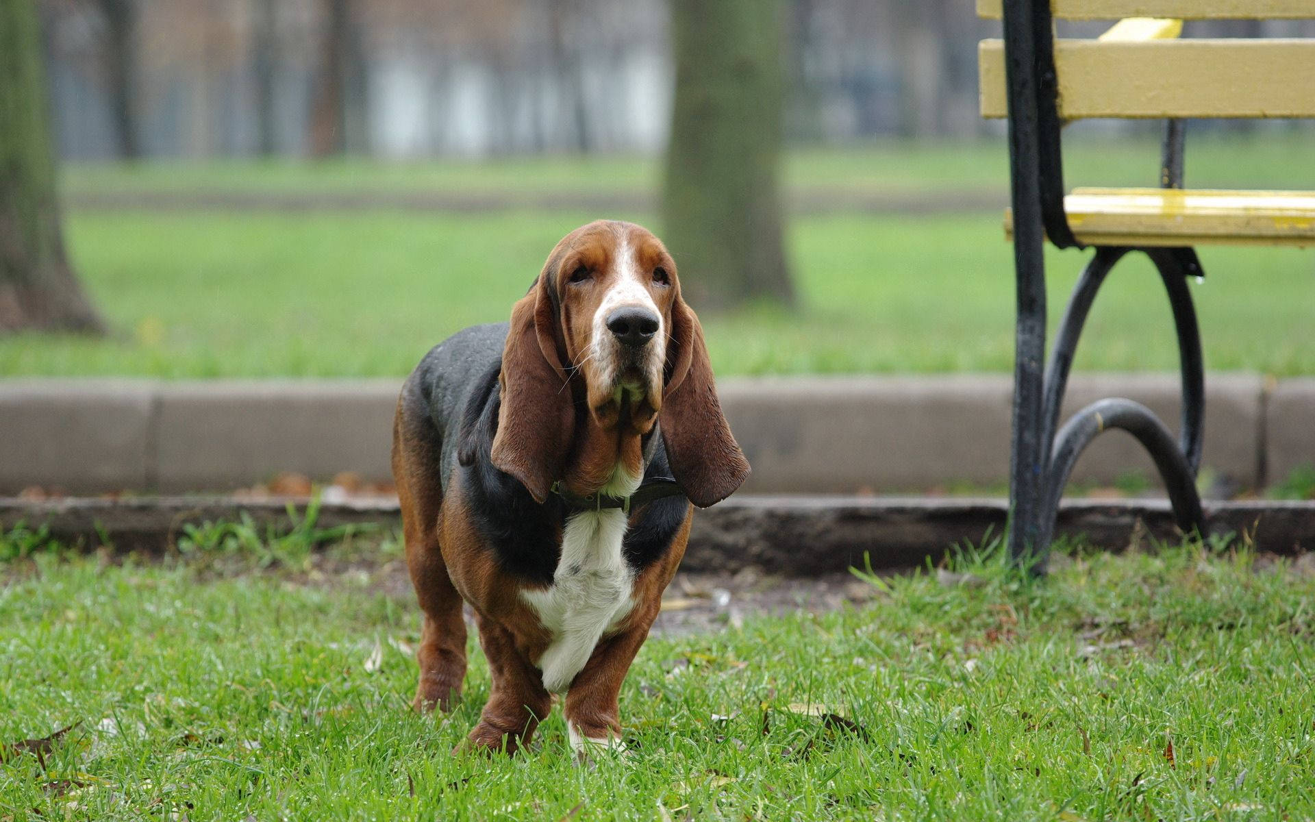 Basset Dog In Park Background