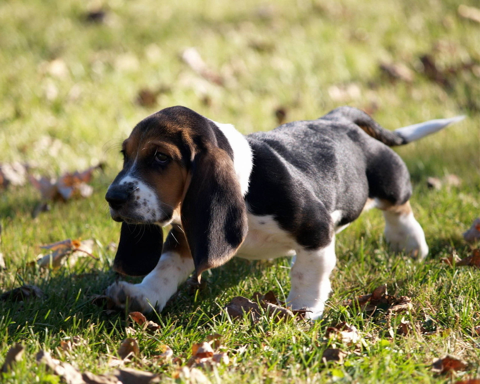 Basset Hound Puppy On Grass Background