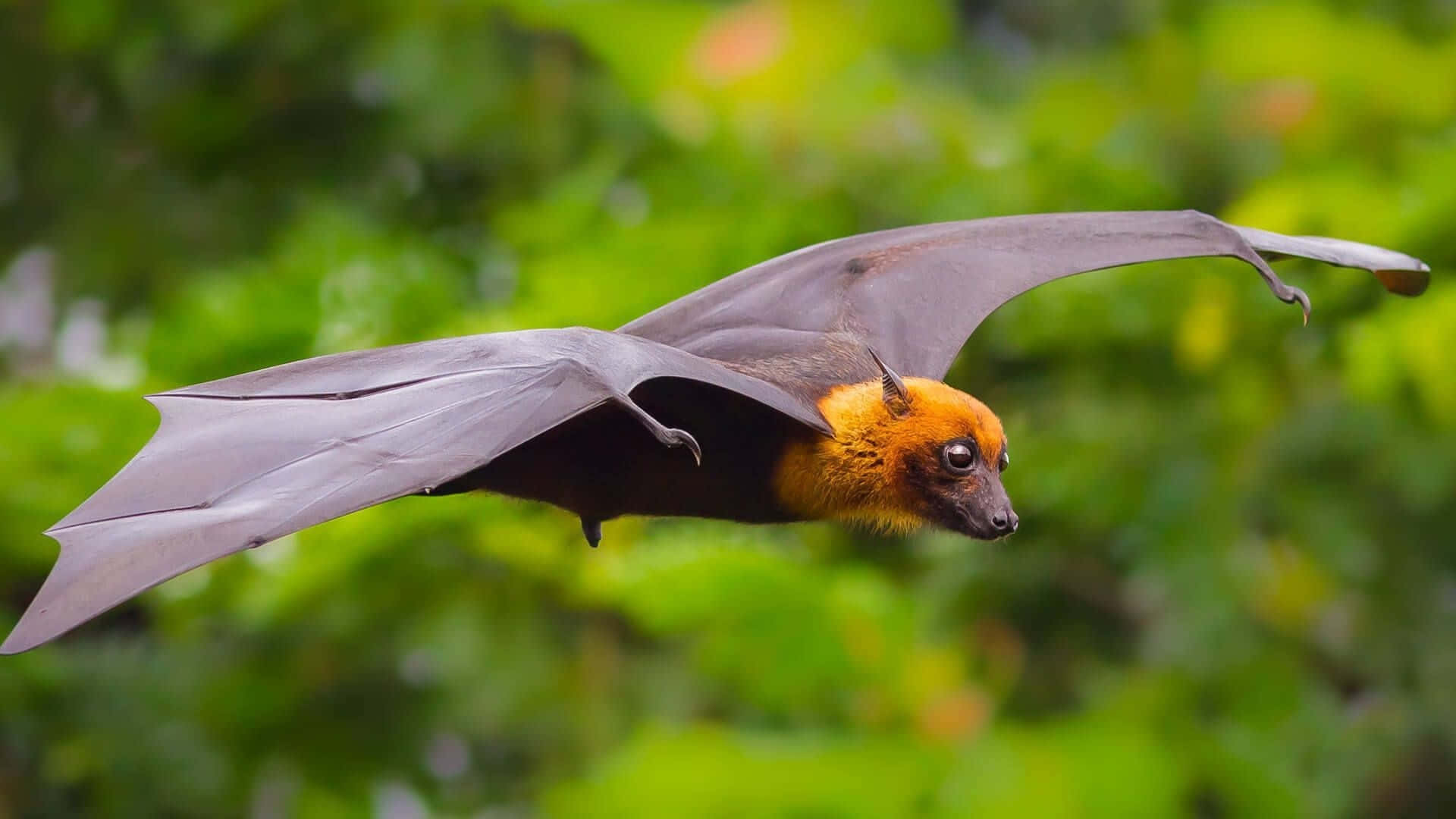 Bat Flying Spread Wings Background