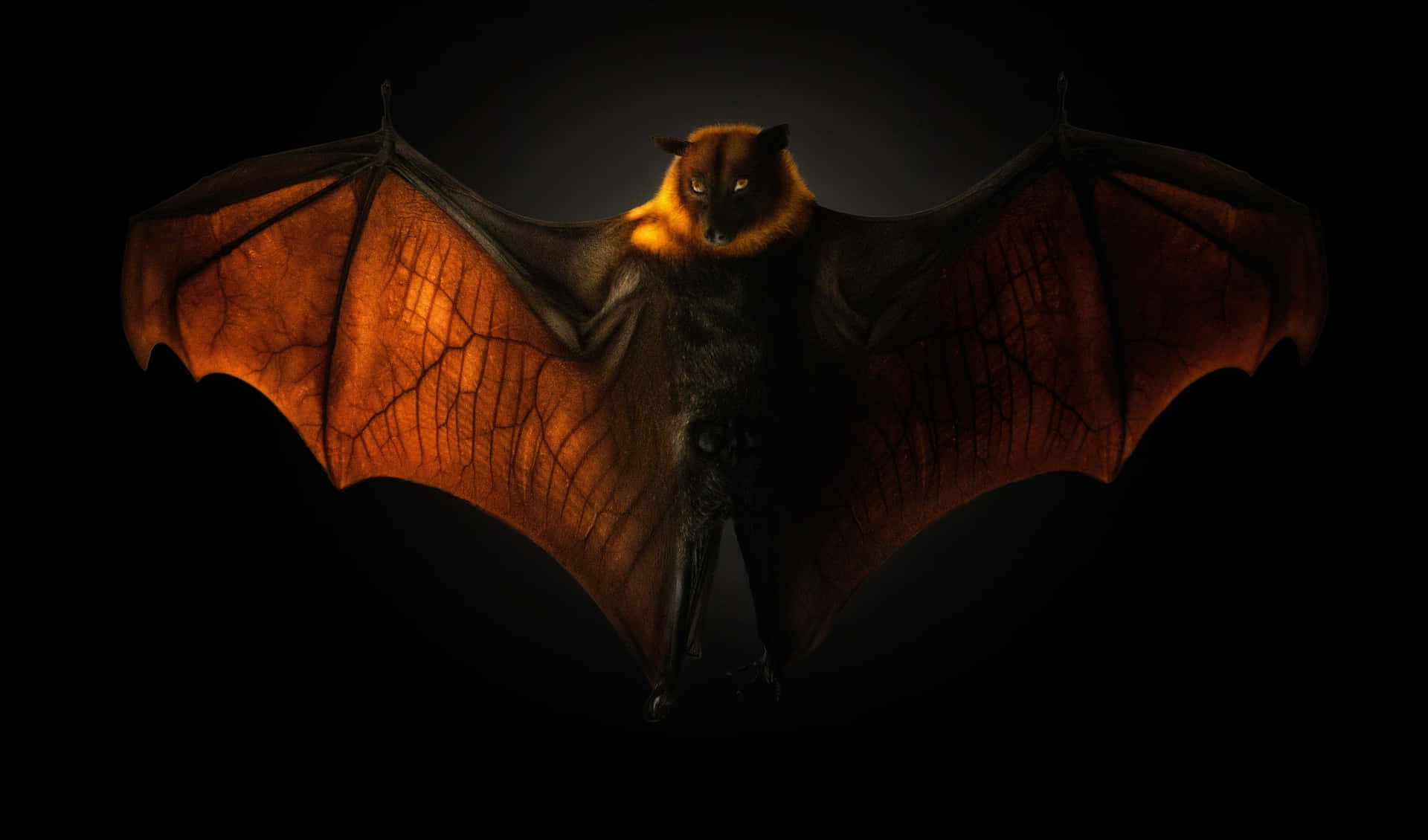 Bat Wings In The Dark Background