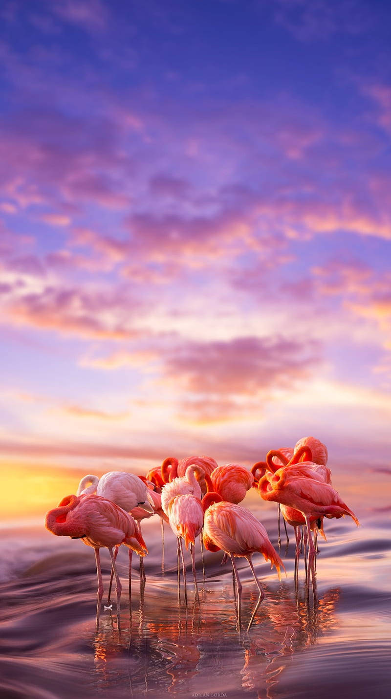 Bathe In The Peacefulness Of A Spectacular Pink Sunset Background