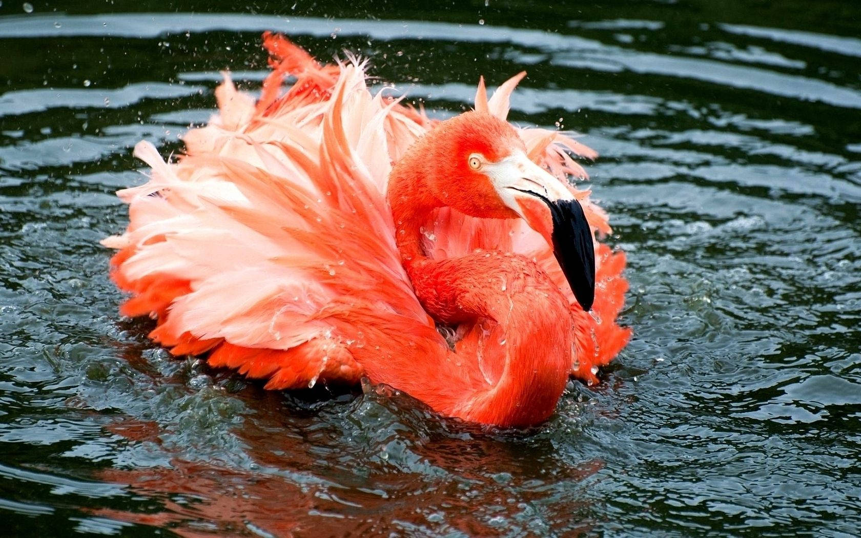 Bathing Orange Flamingo