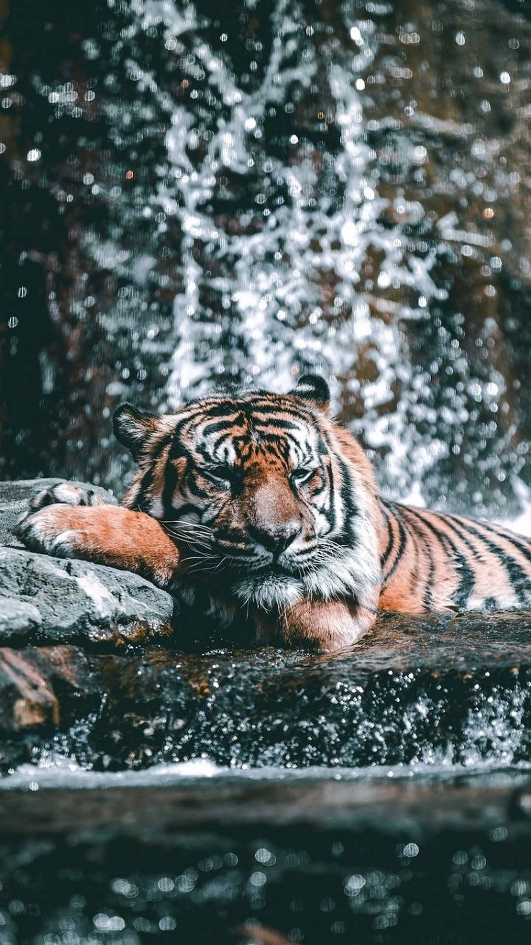 Bathing Tiger Wild Animal Background