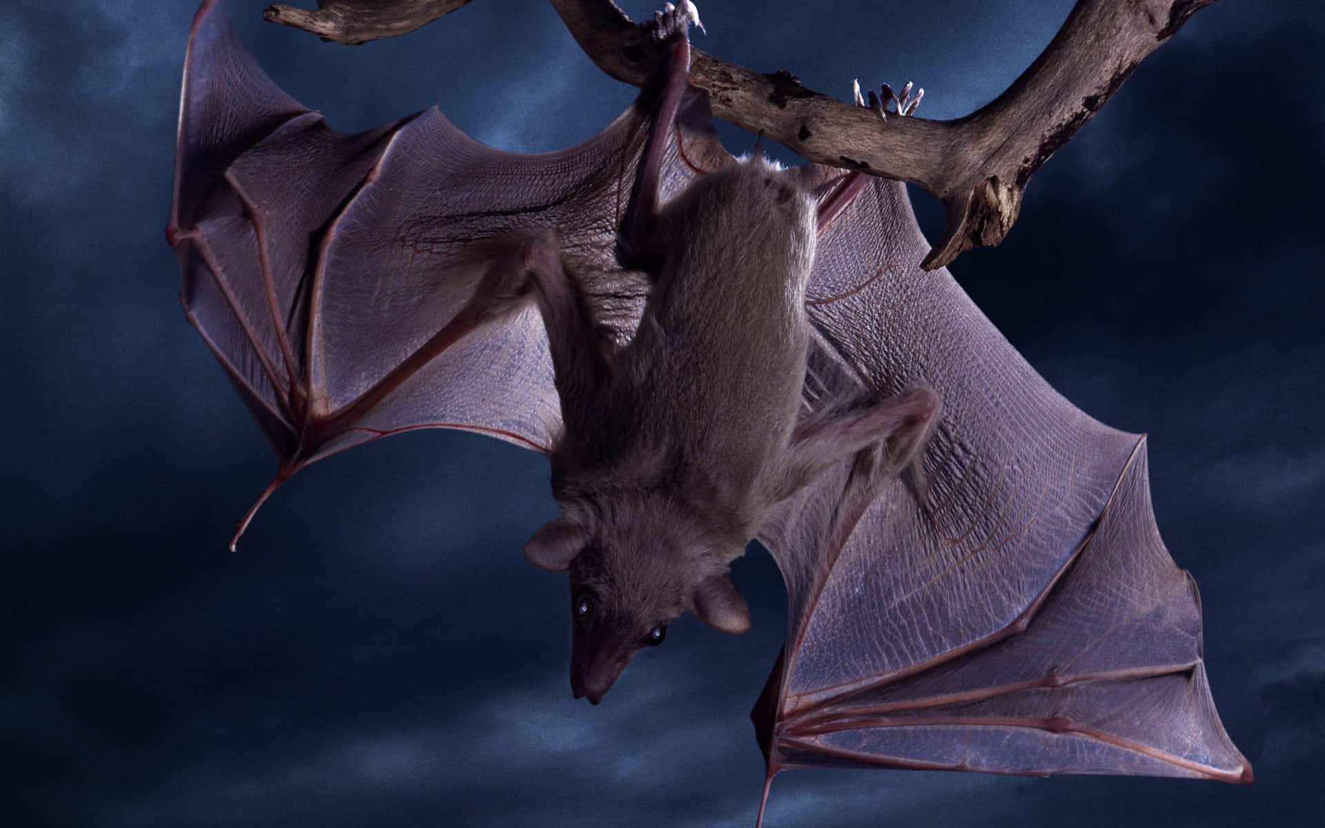 Bats Are A Common Sight In The Night Sky Background