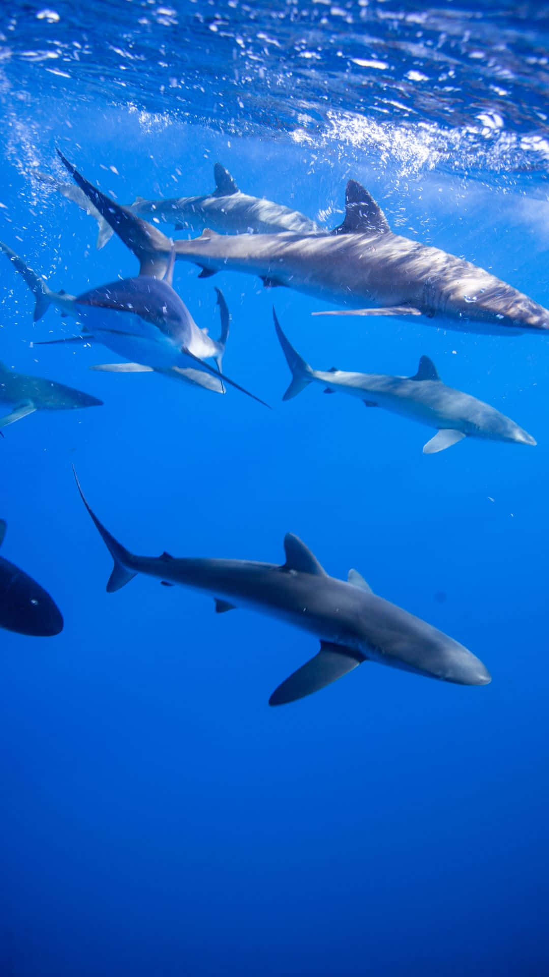 Battalions Of Black Shark Big Deep Blue Sea Background