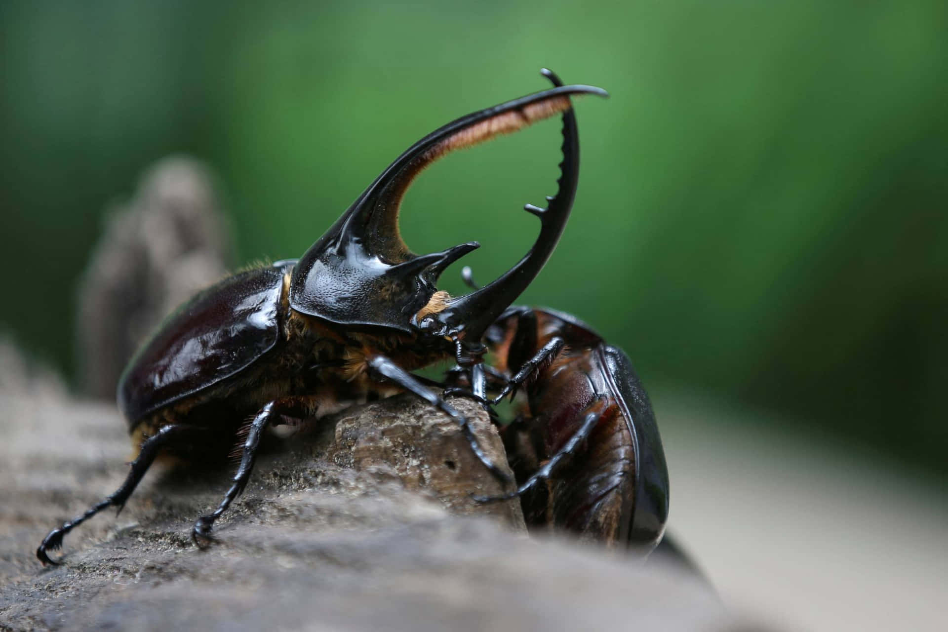 Battle Among Insects Background